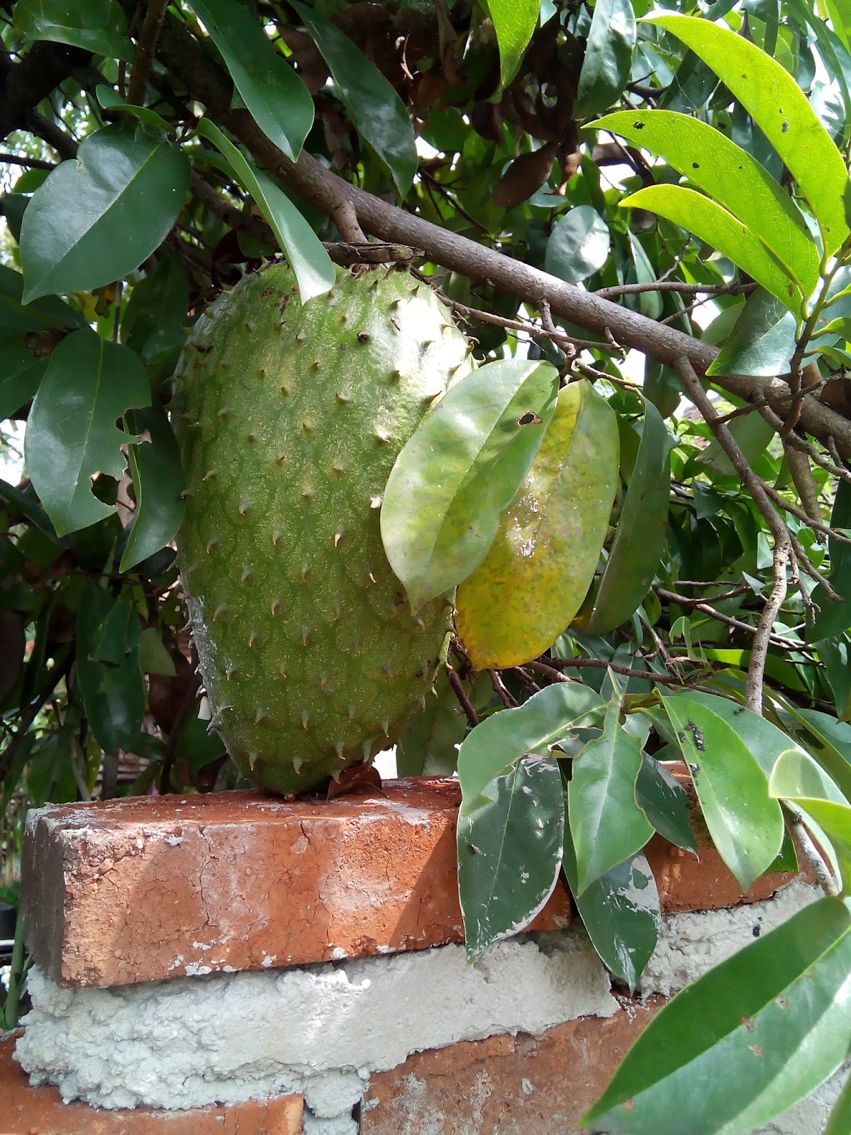 Buah+Sirsak+ke+Kebunku+1.jpg