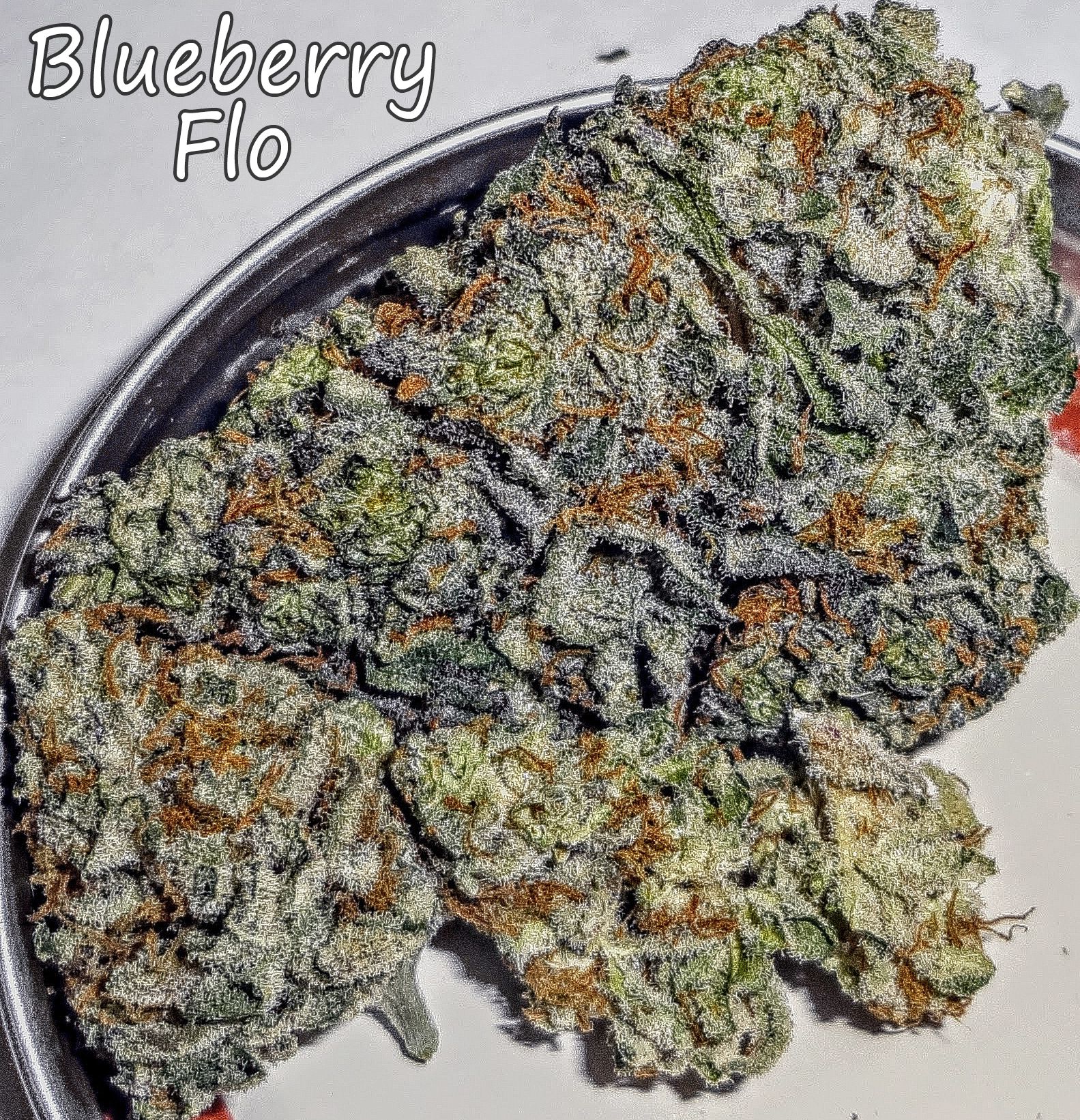 blueberryflo3097.JPG