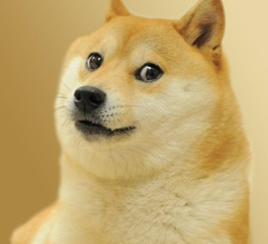 doge.jpg