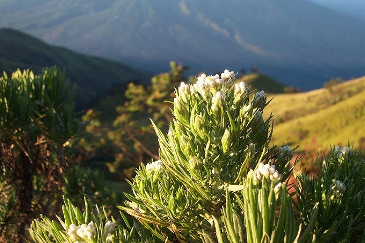 Bunga-Edelweis-Gunung-Merbabu.jpg