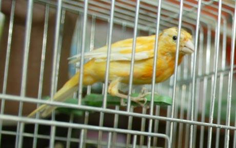 Bird-in-Cage.jpg