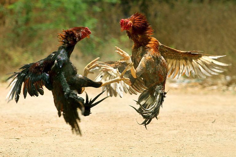 Jan-cockfight-768x512.jfif