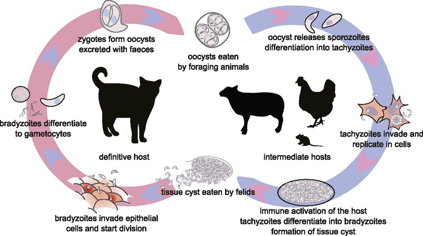 Toxoplasmosis-edited-Life-Cylce-from-elifesciences.org_.jpg