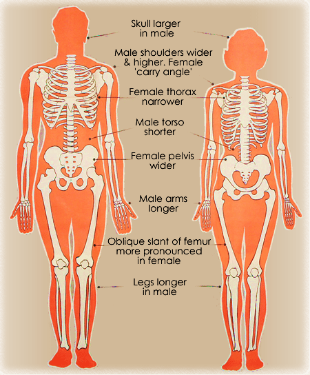 male-female_skeleton.png
