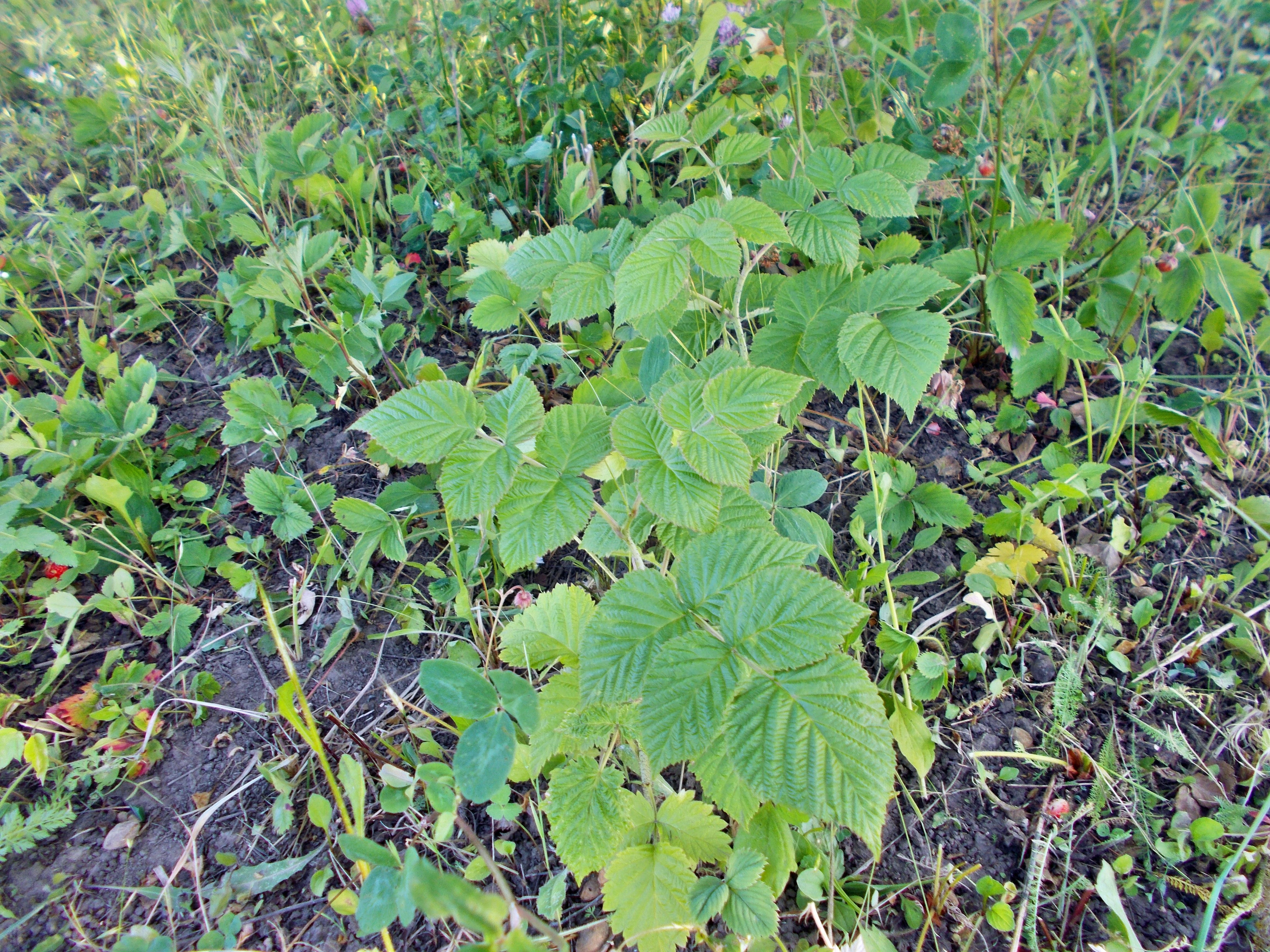 DSCN0952.JPG