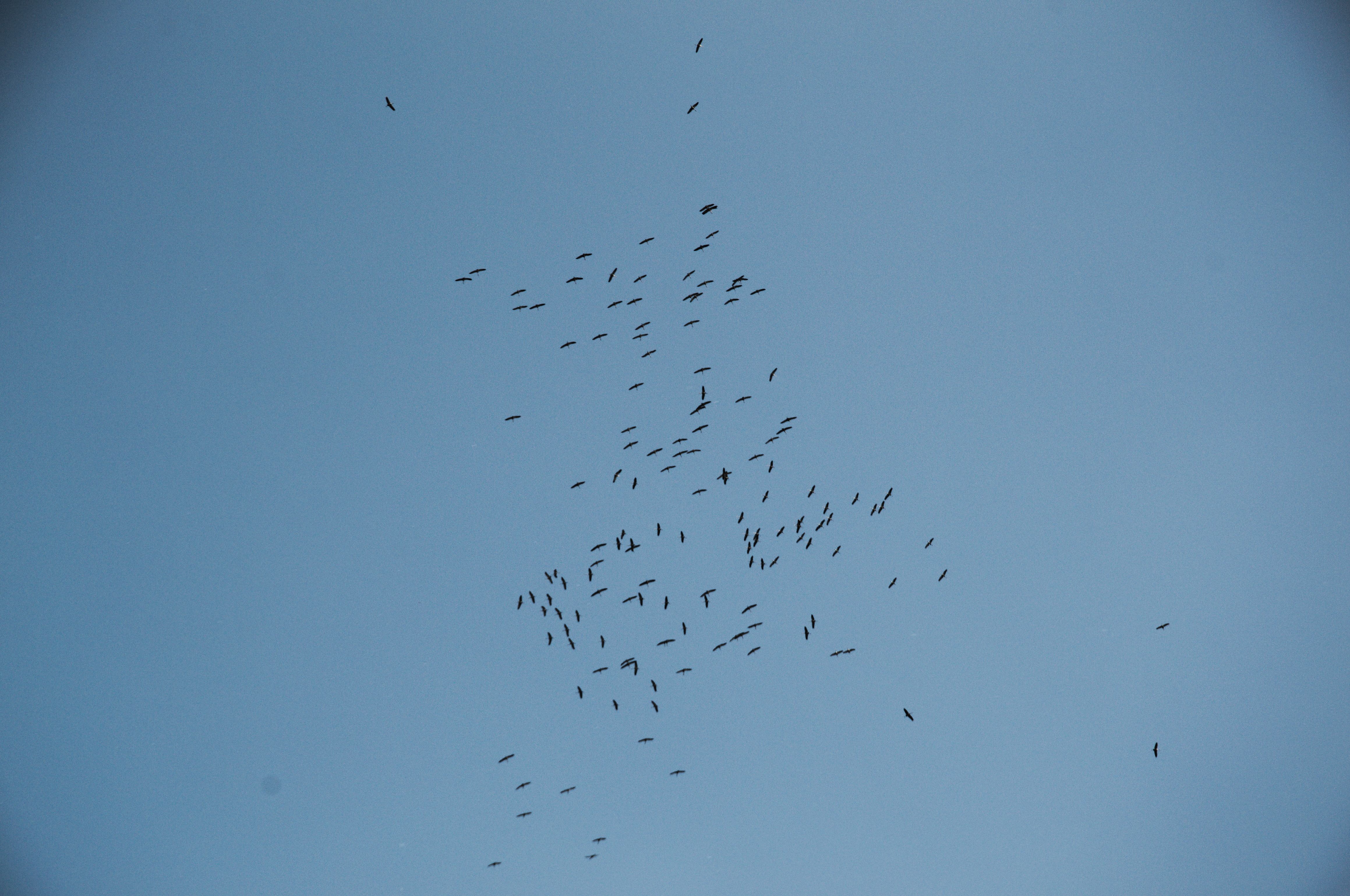 DSC_0558.jpg