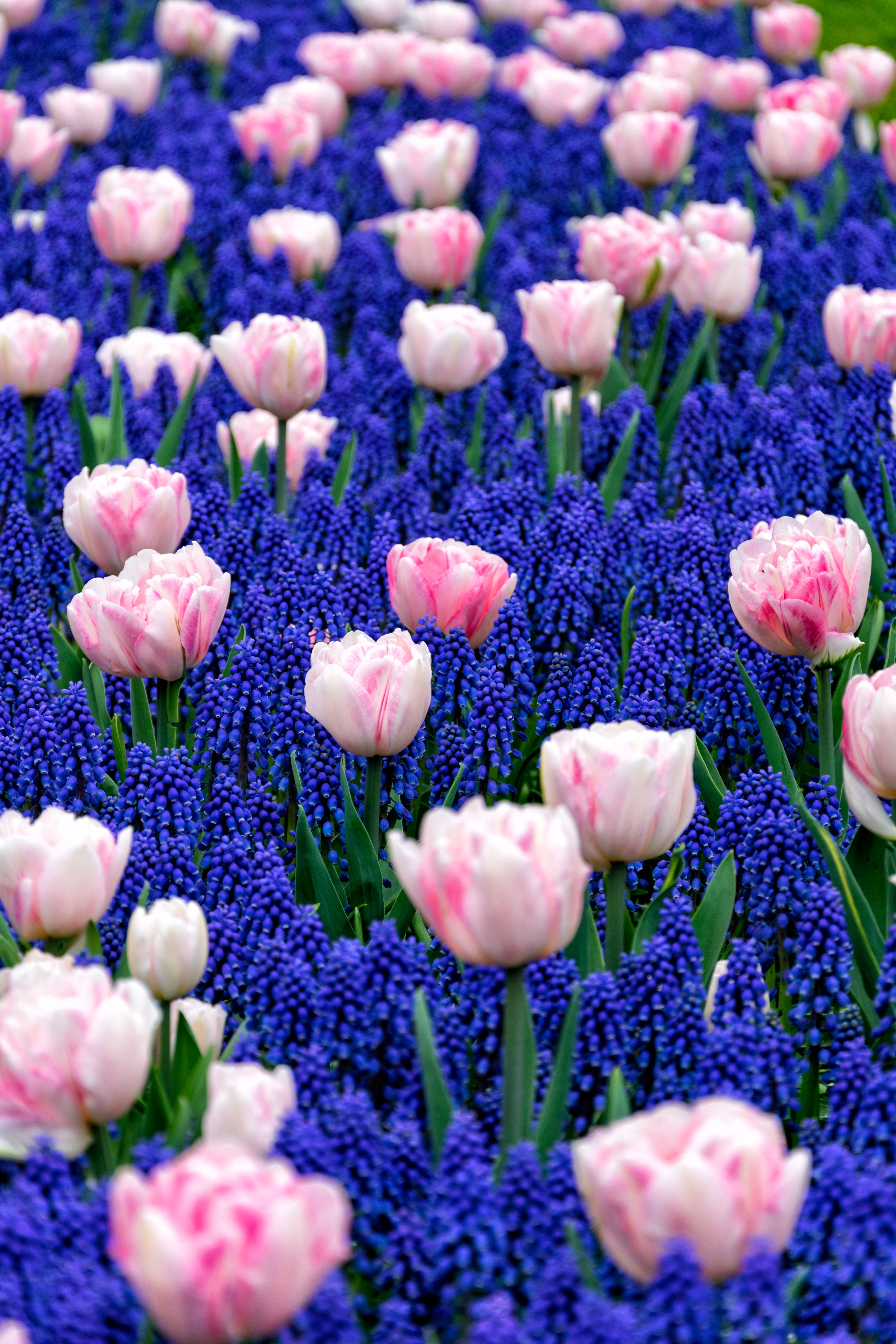 Tulips drowning in blue.jpg