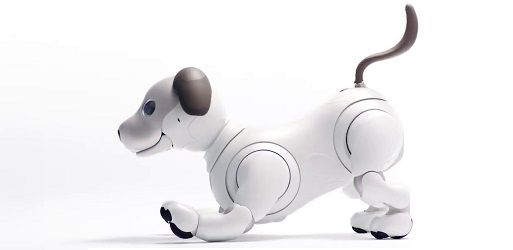 aibo-513.jpg