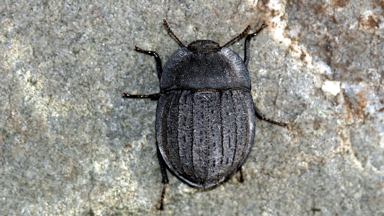 Tenebrioidea -Saragus-costatus-n3.jpg