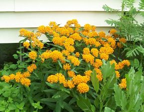 West Herb - lemon balm, pennyroyal, butterfly flower, bible plant, tansy, catmint Butterflweed crop June 2015.jpg