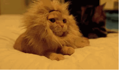 7589CB60-5784-4930-B769-FE8D0AACAAC6.gif