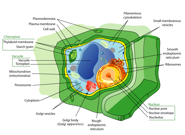 Cell structure.png