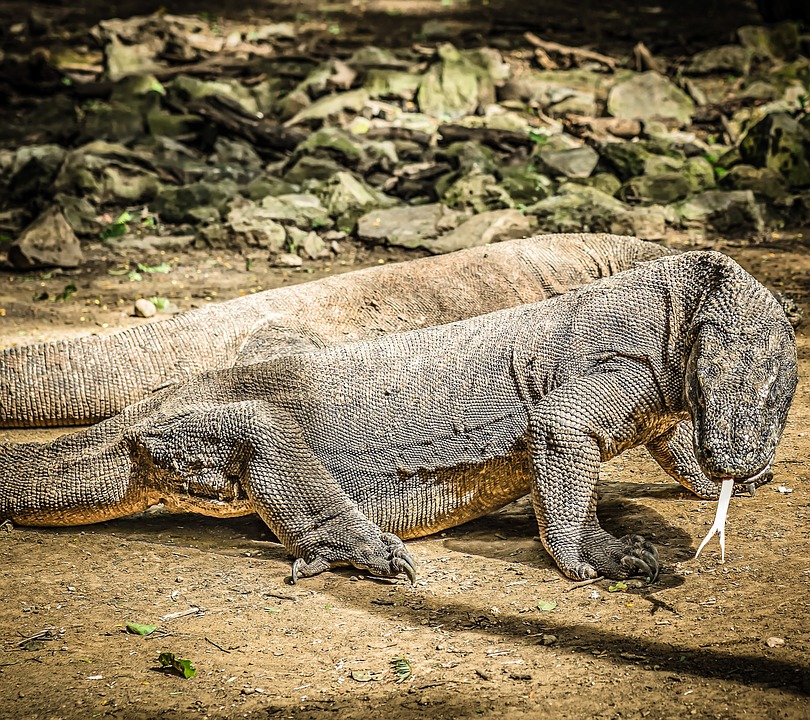 komodo-dragons-2392146_960_720.jpg