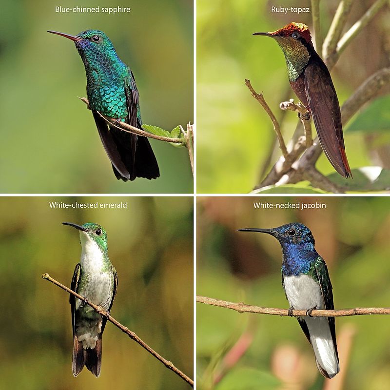 Trinidad_and_Tobago_hummingbirds_composite.jpg