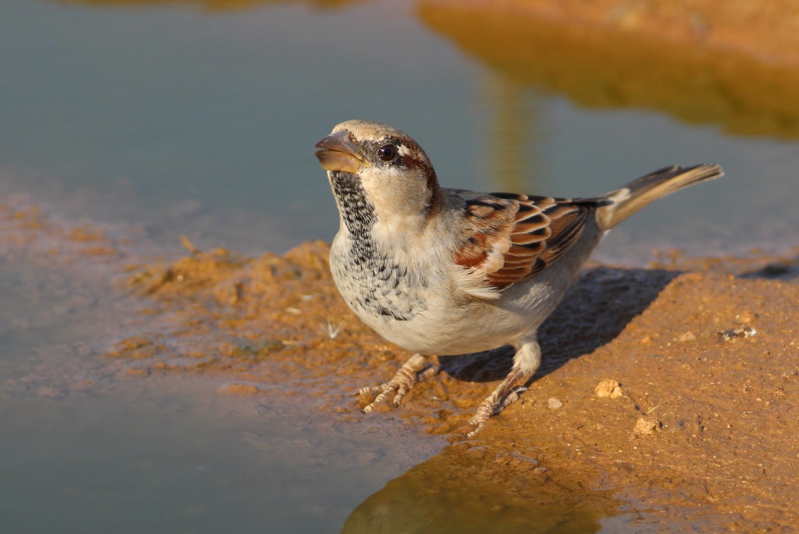 House Sparrow (Passer domesticus) Σπουργιτη..JPG