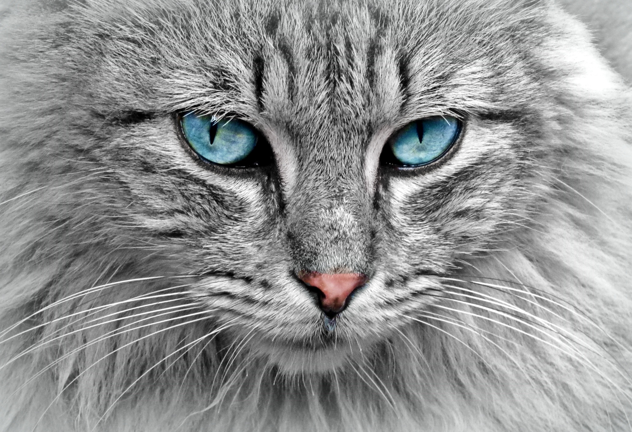 adopted_catl.jpg