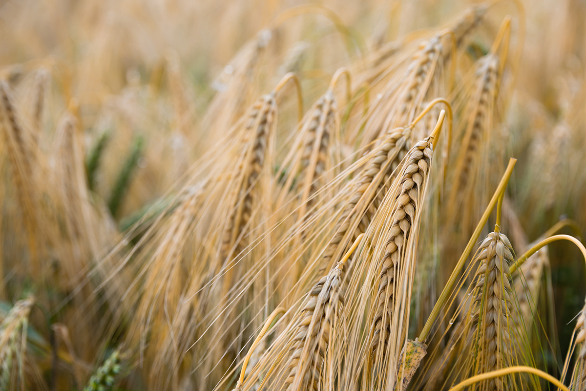 wheat picture