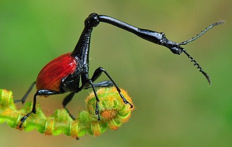 Suhan's.Blog.Madagascar.Island.of.Marvels_Giraffe.weevil.jpg