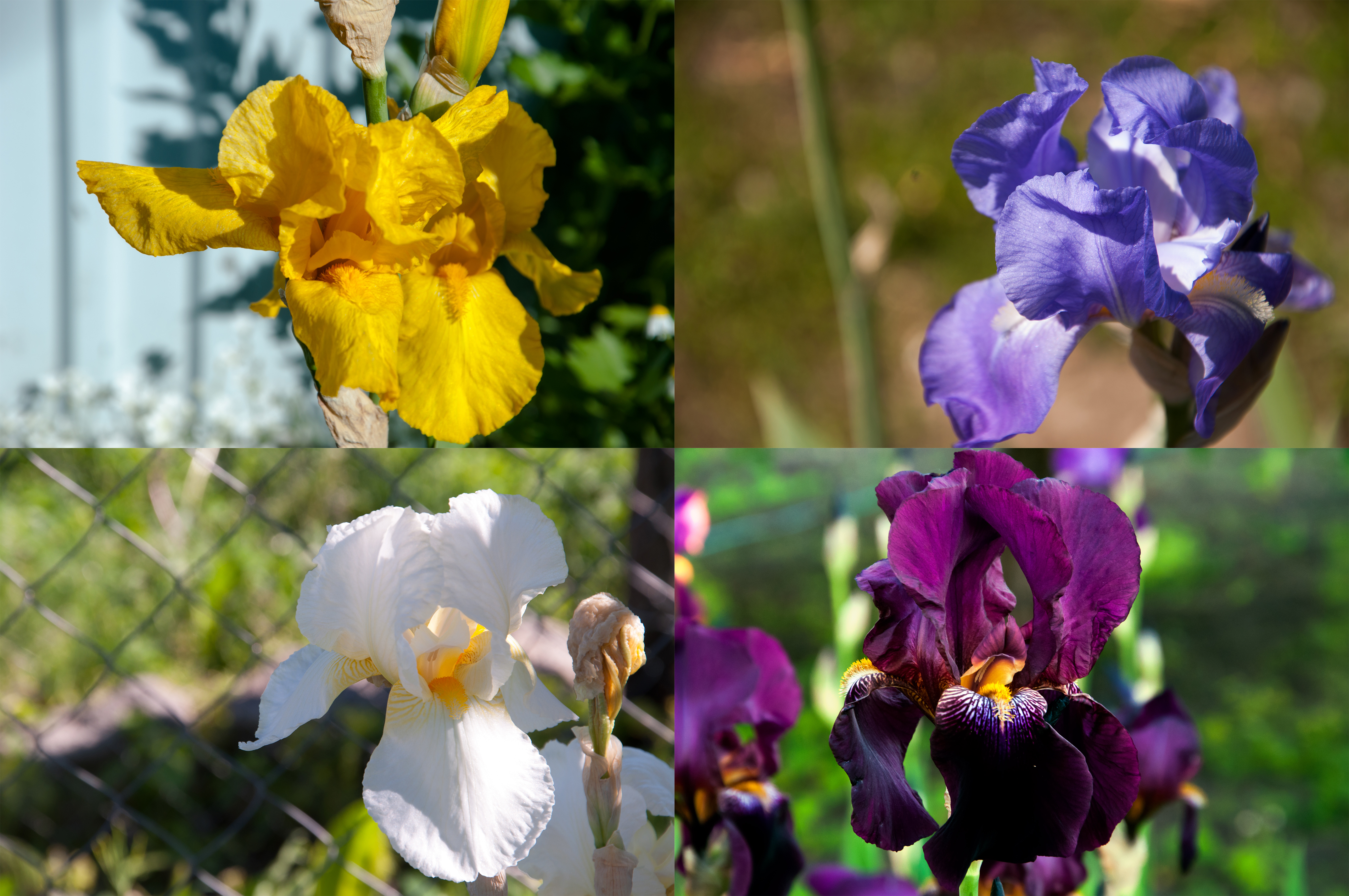 Variety of Iris in our home flower garden. May Spring 2017 (8