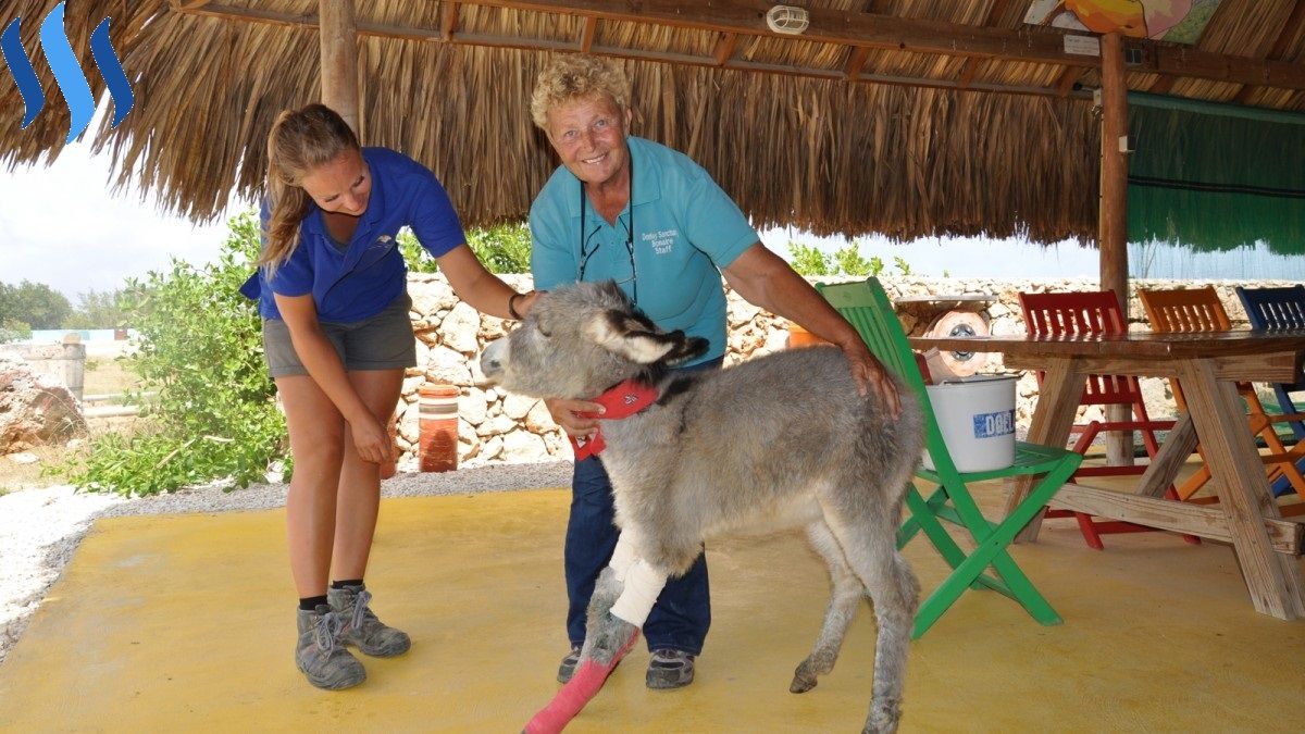 Donkey-sanctuary-bonaire-8-1200x675.jpg