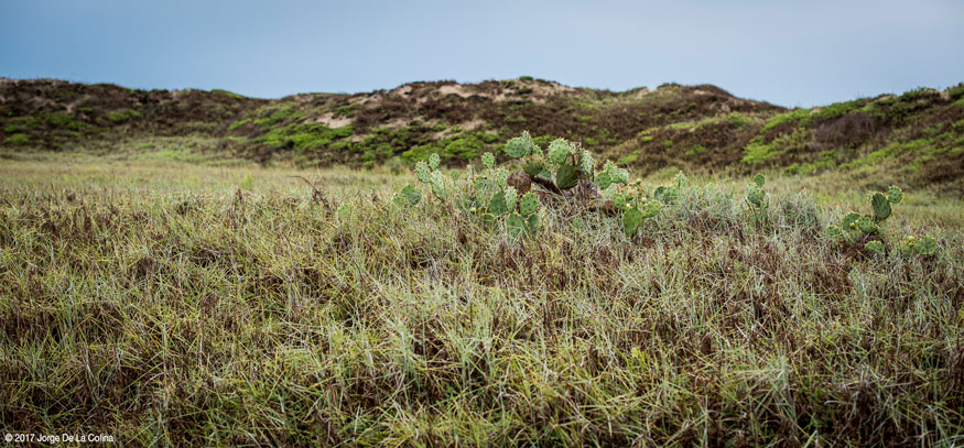 Texas-Coastal-Cactus.jpg