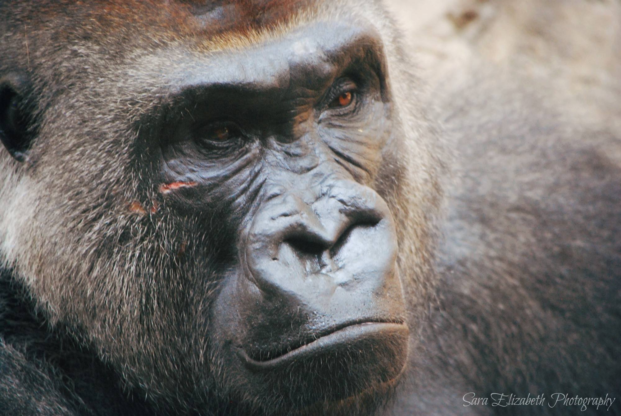 gorilla omaha zoo.jpg