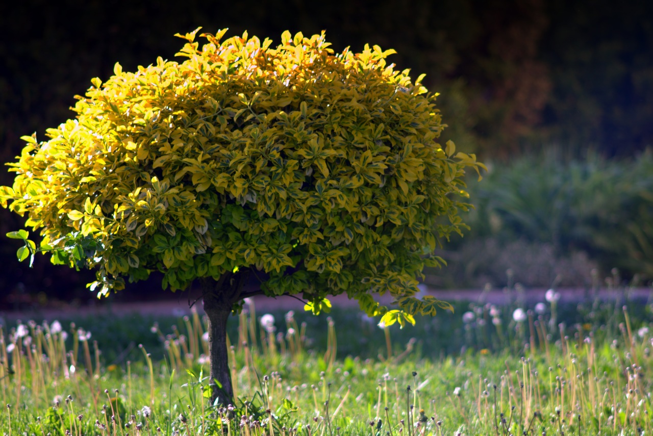 tree-nature-grass-blossom-plant-lawn-626754-pxhere.com(1).jpg