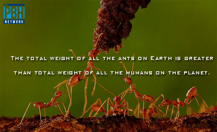 weight-of-ants-on-earth.png