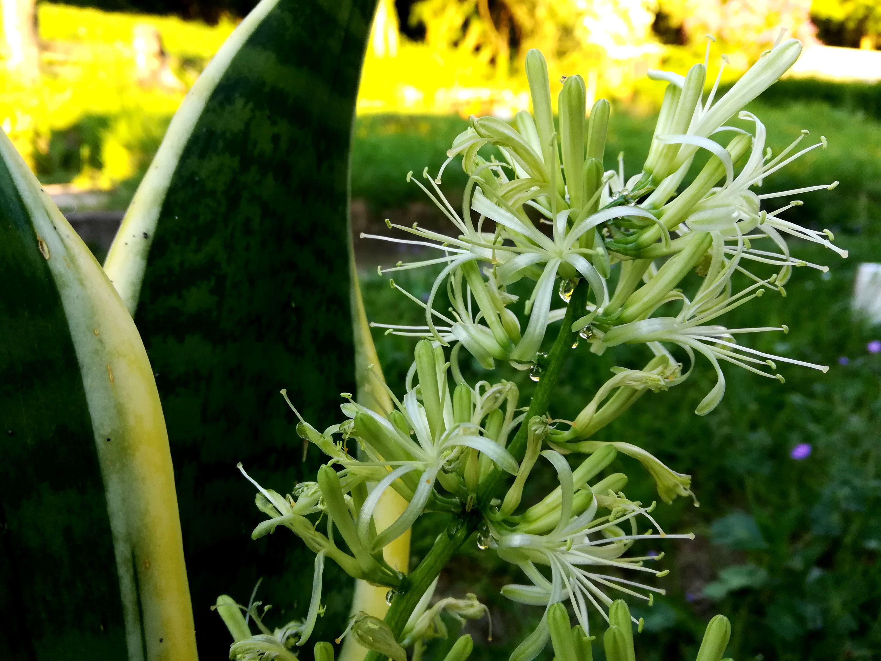 Schwiegermutterzunge in Blte - Bow hemp in bloom [DE|EN]  Steemit