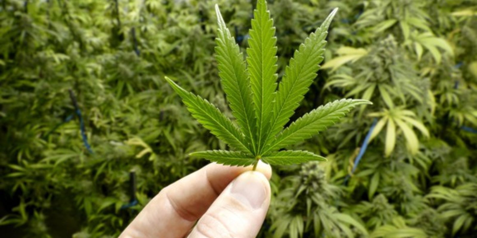 man-holding-marijuana-leaf-grow-farm-cannabis-getty_large.jpg