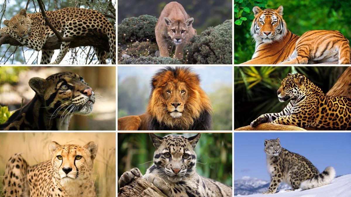 largest wild cat breed