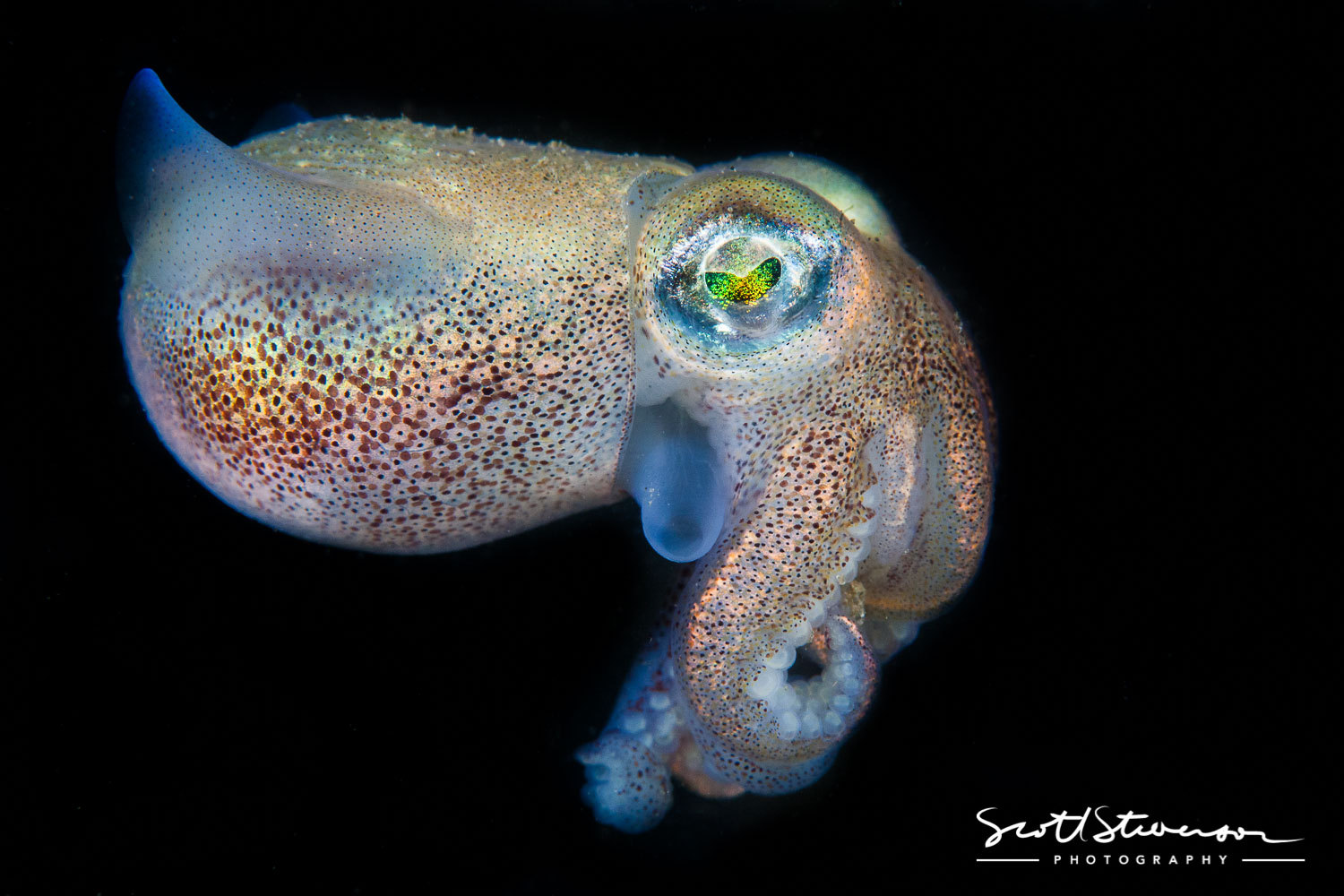 Cuttlefish hypnotizing