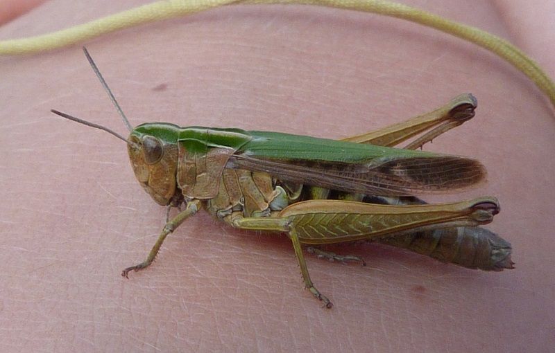 common green grasshopper query.dib