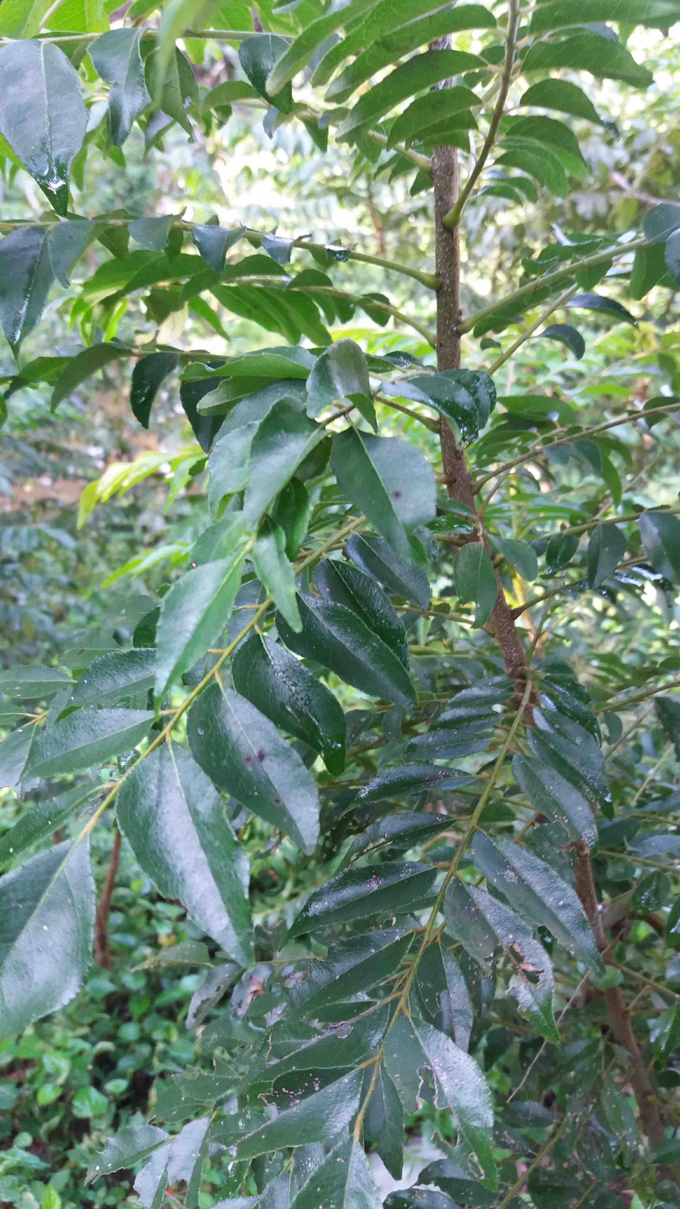 curry leaves.jpg