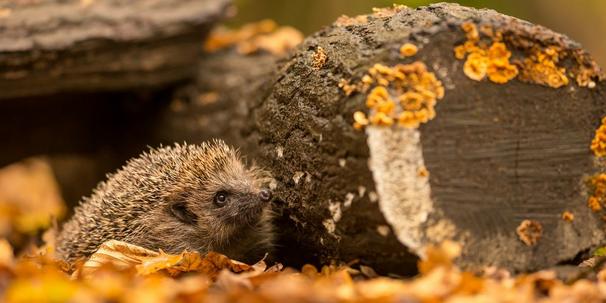 logs-hedgehog.jpg