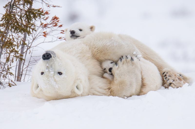 polarbearfamily.jpg