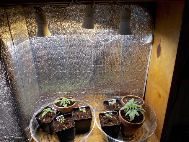 22x22x10-shelf-micro-veg.JPG