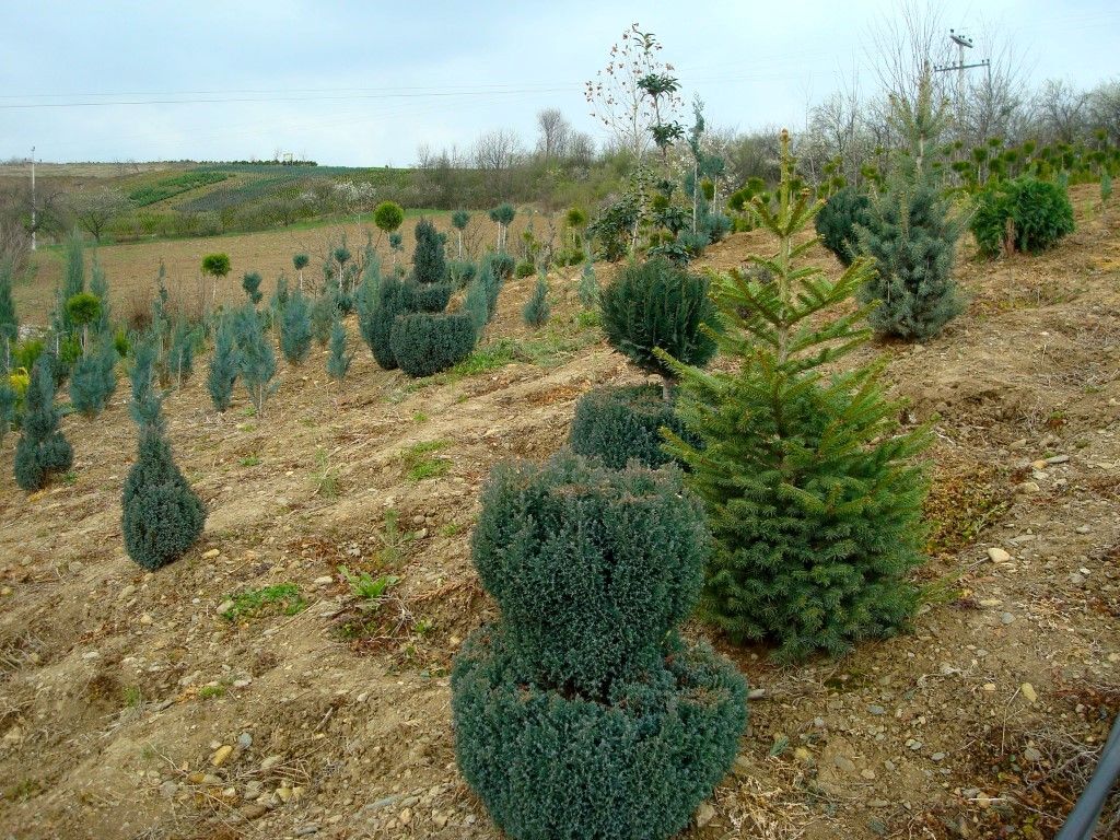 chamacyparis-elwoodii.jpg