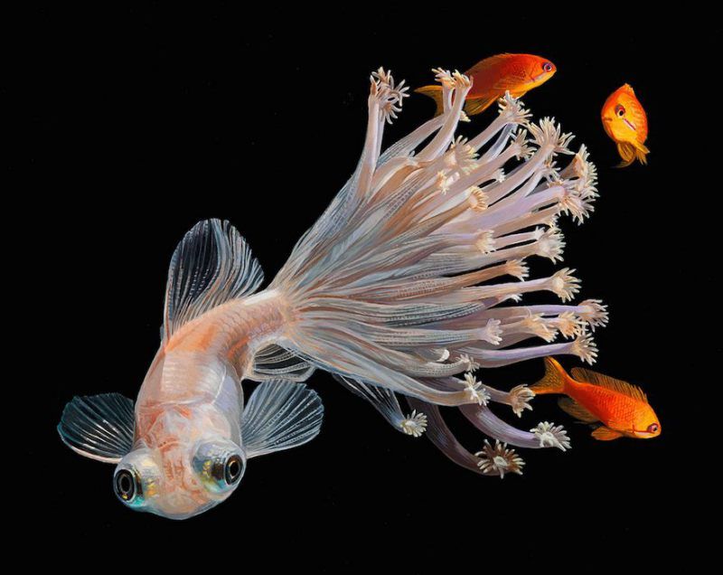 surreal-fish-art-lisa-ericson-4-5859010046636__880.jpg