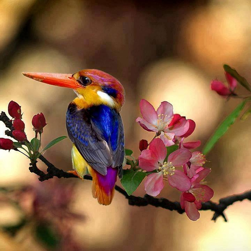 Kingfisher and plum blossoms.jpg