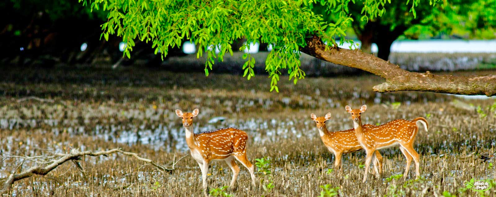 lokop.nature of bangladesh (2).jpg