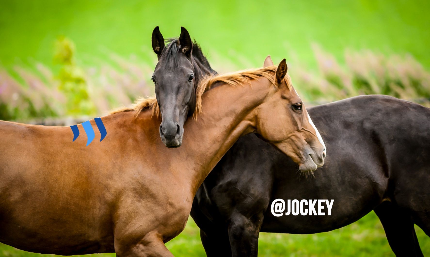 @jockey banner 2.jpg