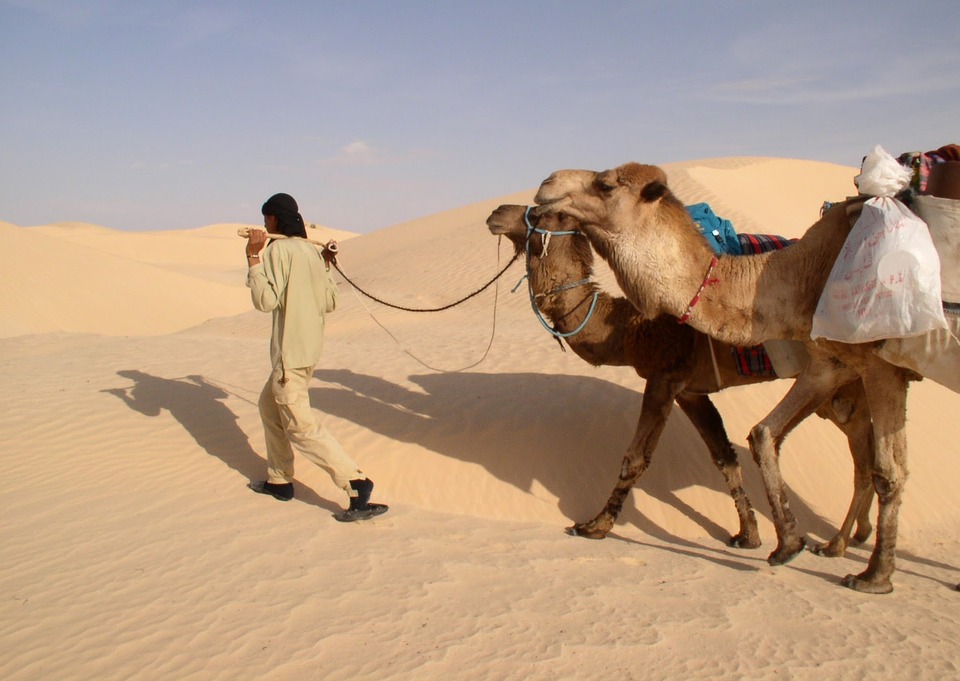 camel and man.jpg