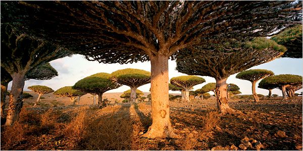 socotra1.jpg