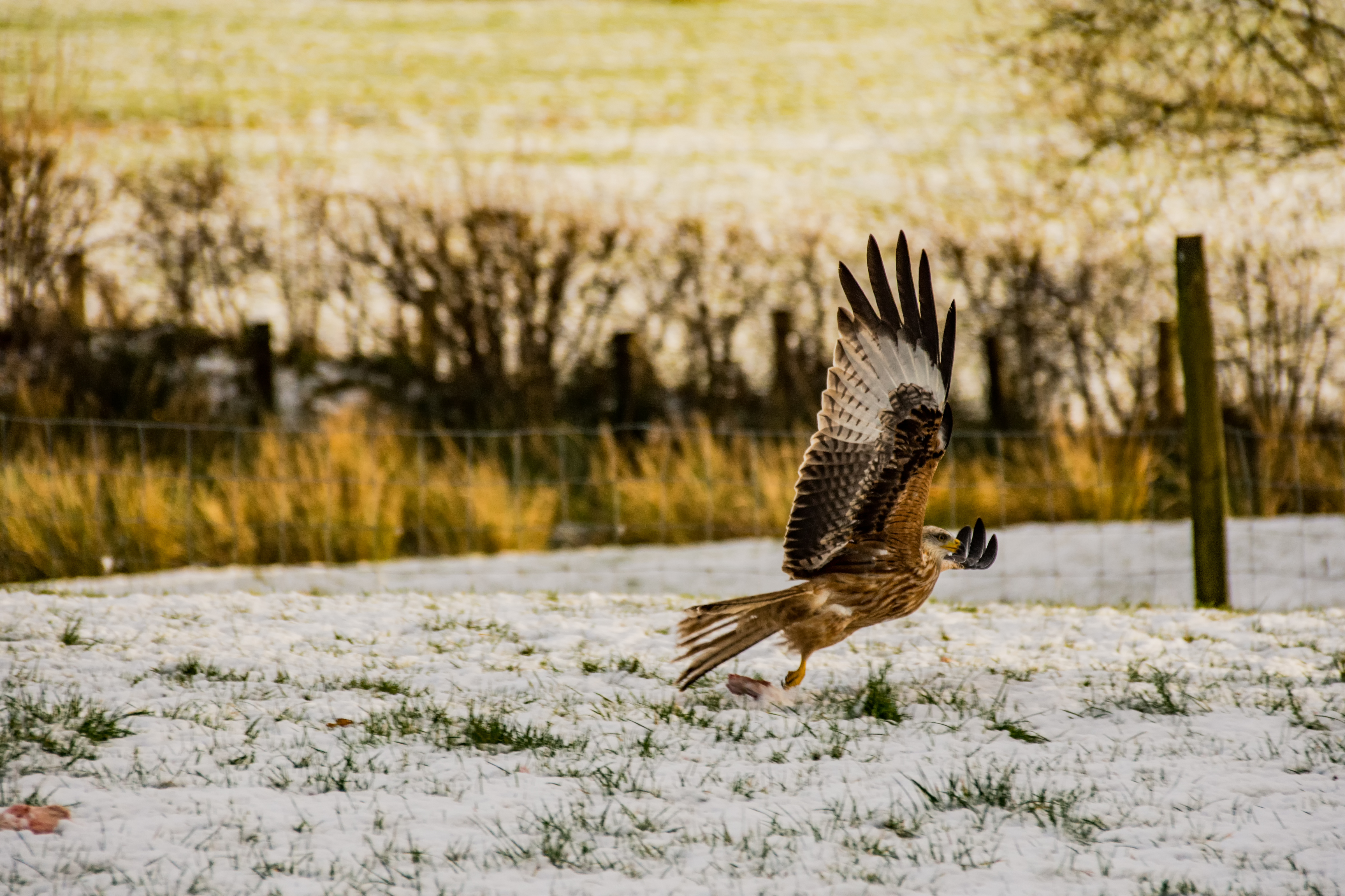 Red Kites Llanddeusant Wales 3- by steve j huggett .jpg