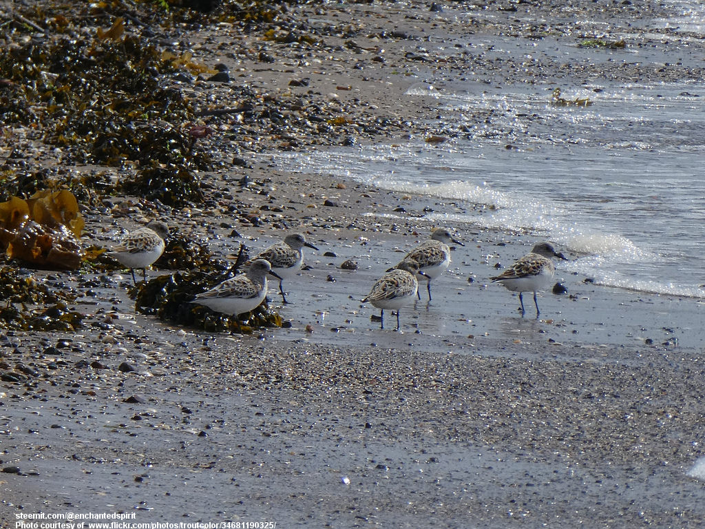 WaterBirdsByTheSea-030118.jpg