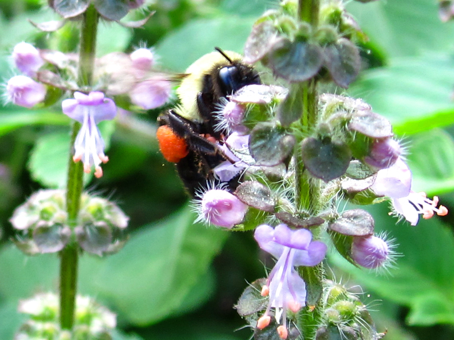 bee-tulsi.jpg