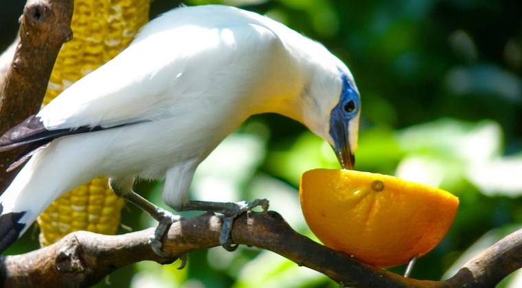 Rare Animals Starling Bali Steemit