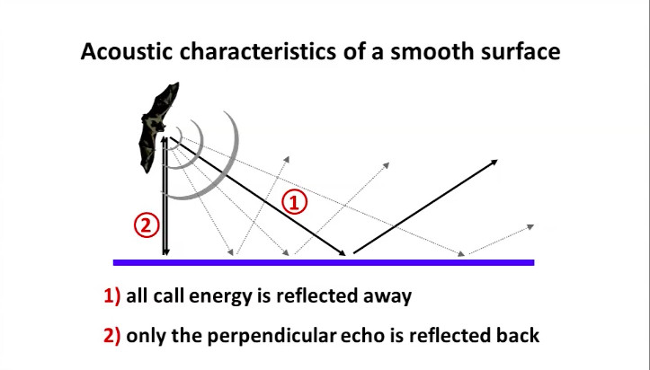 bat_surfaces.png