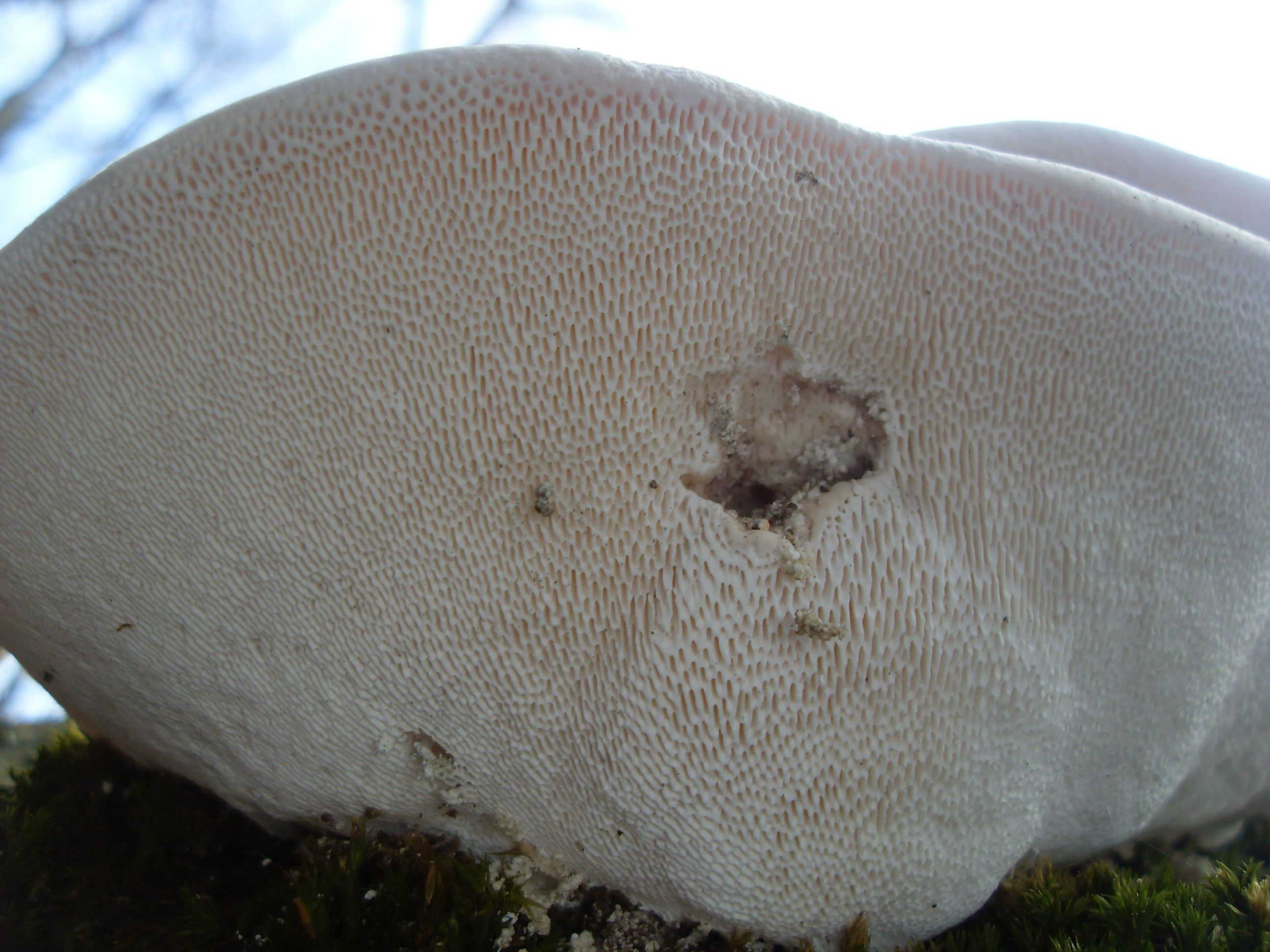 SDC12851.JPG